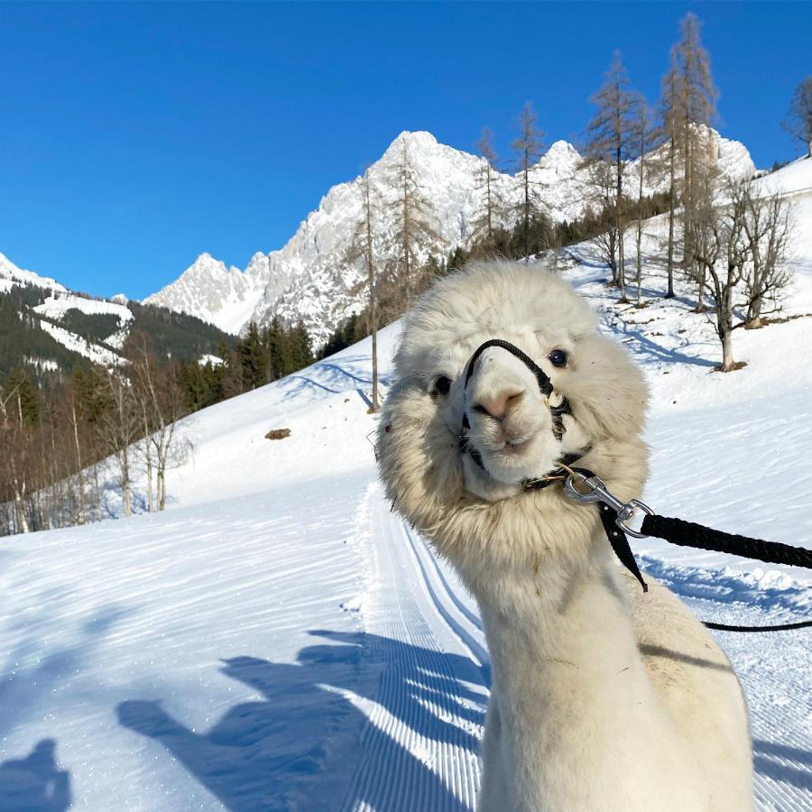 Bio-Bauernhof Grundlehnerhof Pension Ramsau am Dachstein Buitenkant foto